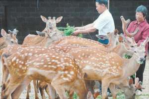 梅花鹿好养吗?梅花鹿养殖场地建设和饲养管理