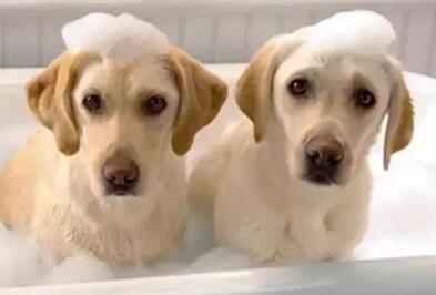 指示犬多久洗澡?怎么洗?