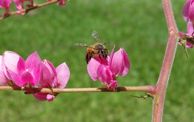 蜂毒