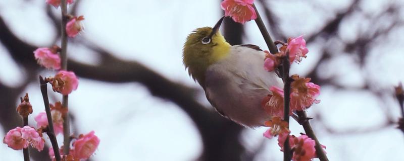 绣眼吃什么虫最好