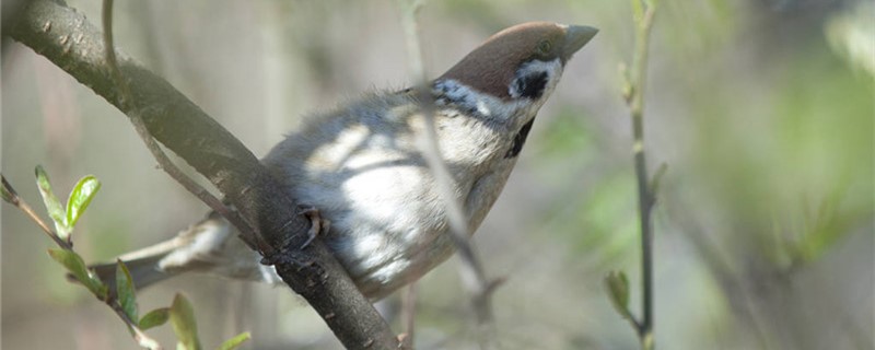 麻雀会飞吗