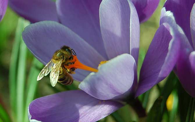 蜜蜂的生物学特性