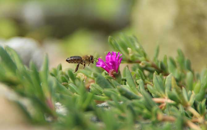 蜂毒