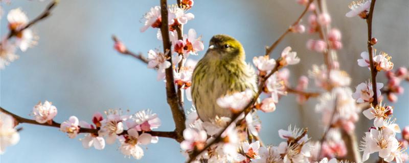 黄雀怎样分公母