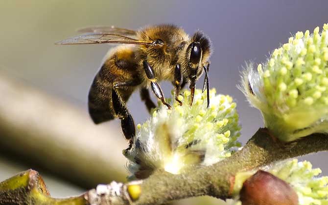 蜜蜂