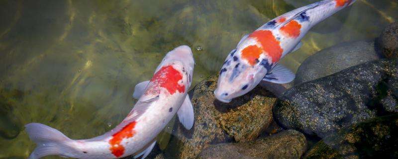 怎么让锦鲤胆子变大，怎么才能避免惊吓到它们