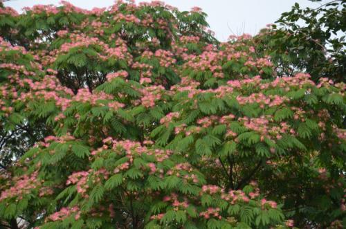 芙蓉树种植方法，芙蓉树图片