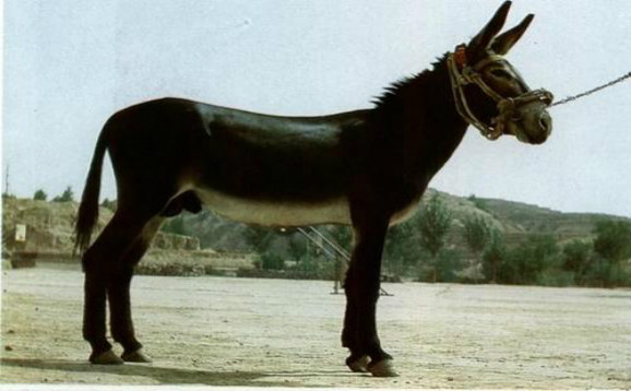 乌头驴和德州驴哪个好？乌头驴与普通驴的区别？