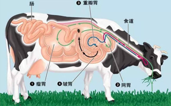 牛反刍是什么意思？什么叫牛反刍？