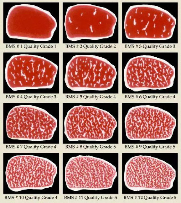 和牛肉如何划分等级-和牛肉营养价值高吗？