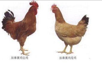 陕北鸡是什么鸡？陕北鸡品种介绍及图片大全