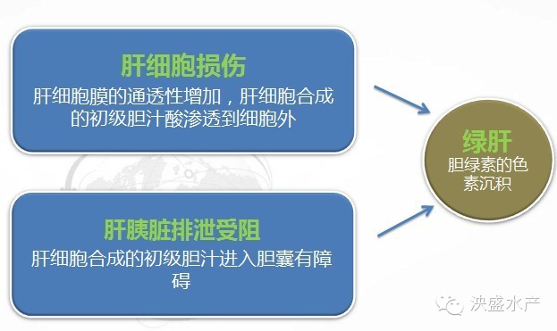 鱼类养殖生产中解剖鱼体检查肝胆状况