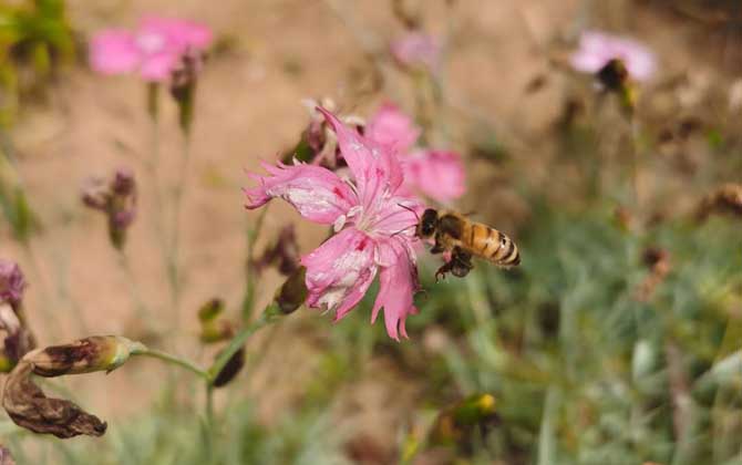 蜜蜂