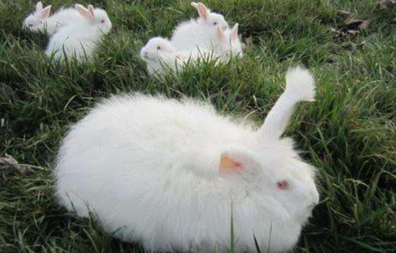 长毛兔养殖技术 如何养好长毛兔？