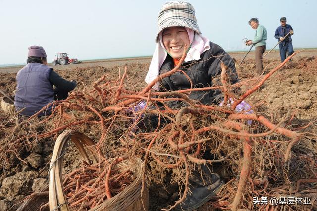 不懂这三点，在农村搞中药材种植就是和钱开玩笑