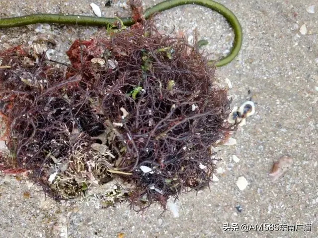 紧急提醒！福建海边出现这种“海带”！千万别吃！