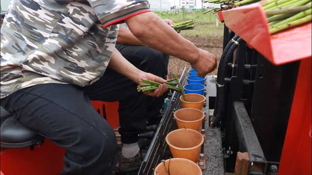 八卦洲芦蒿种植用上“新武器”