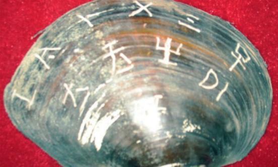 “东方神木”惊现四川，树龄超3000年特罕见，和三星堆文明有关？