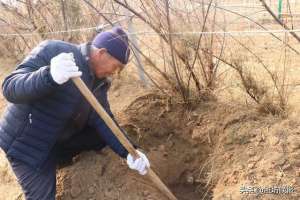 山东种植黄芪(「创新提升“三个模式”乡村振兴潍坊先行」昌邑下营镇李刘村村民李卫东成功种植肉苁蓉)