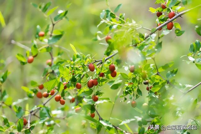 酸枣种植基础知识