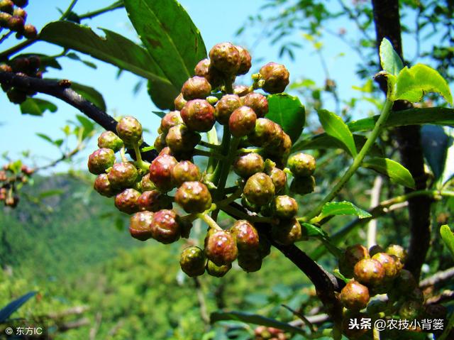 花椒嫁接掌握好这些要点，嫁接后易成活、长势好、产量大！