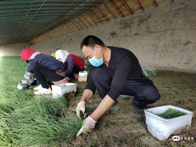 产业为“媒” 擦亮乡村振兴底色——民勤县大力发展特色产业助力乡村振兴