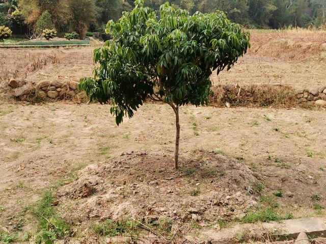 要想种植的荔枝果树苗木成活率更高，一定要搞懂以下三大重点要求