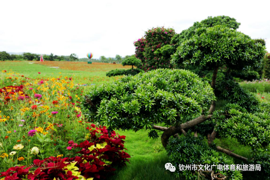 北部湾花卉小镇的草莓熟啦！“冬天的第一颗草莓”你吃了嘛？