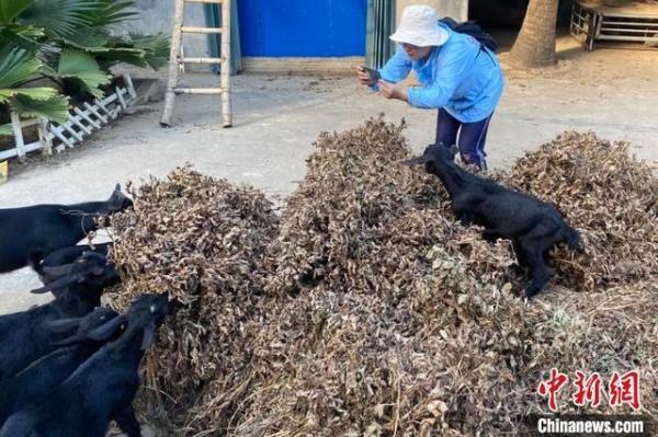 海南文昌“航天小镇”青年养殖黑山羊助农脱贫