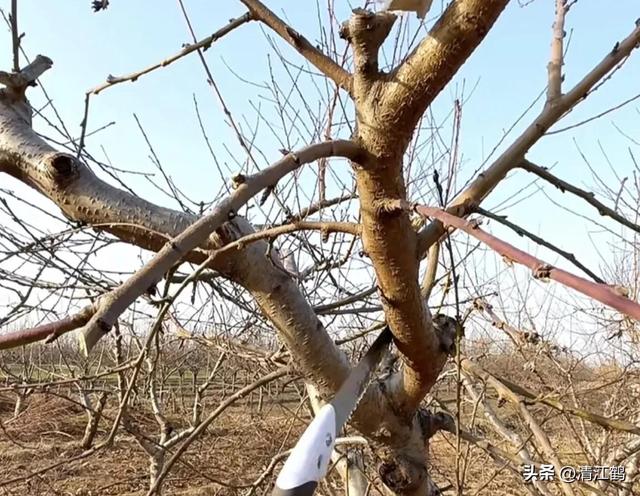 桃树营养生长过旺坐果少，3招桃树修剪调树势，促控管理结好果