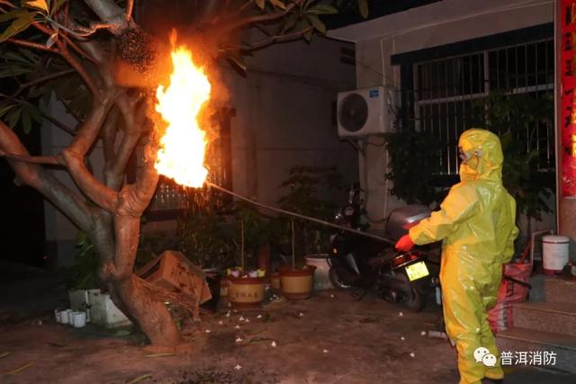 景谷：马叉蜂筑巢绿化树吓坏居民 消防及时摘除解忧