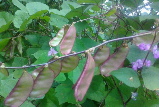 掌握好种植要点，就算是普通的扁豆，也能种出高效益来