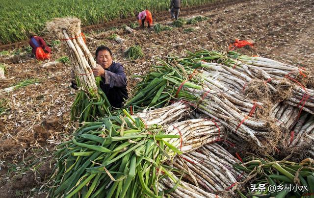 大葱怎么施肥产量高？了解需肥规律科学施肥，发挥大葱增产潜能