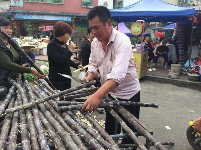 广西种植糖蔗不赚钱，为何不种水果甘蔗，4个原因很现实