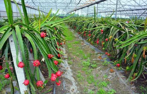 种植火龙果真可以达到亩产2-4万元吗？附火龙果种植方法