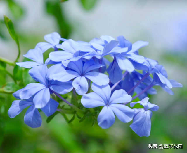 蓝雪花总是黄叶吗？这样养，一年开花300天