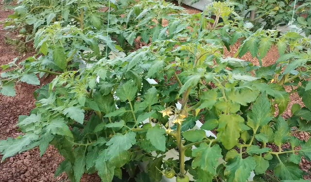 种植瓜果蔬菜，不想根系弱产量低，教你一个实用小技巧