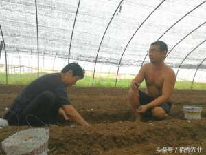 土蒜黄种植(农村种蒜高手的“技术秘籍”，找对种植方法，大蒜依然能赚钱)