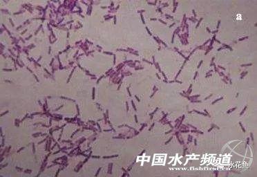 水产养殖用微生物制剂的特性和作用与使用方法