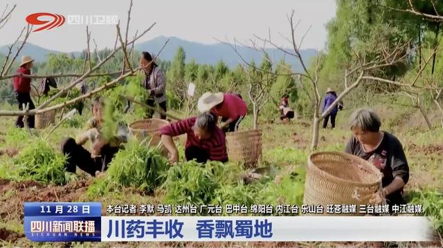 四川新闻联播｜川药丰收 香飘蜀地