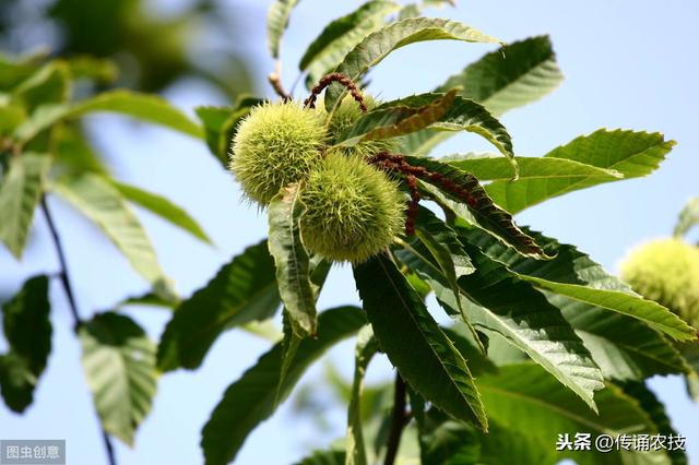 板栗种植技术，种植方法既简单又方便，不妨学习一下