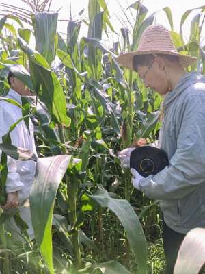 亩产2万收益的种植品种(刷新产量纪录俩鲜食玉米新品种盐碱地亩产超1500公斤)