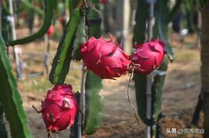 大棚种植火龙果利润(北方农民投300多万种植南方水果，亩效益高达6万元，能模仿吗？)