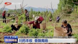 附子种植基地(四川新闻联播｜川药丰收 香飘蜀地)