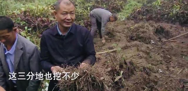 农村小伙负债三百万创业，扎根深山种植中药材，带一千户农民致富