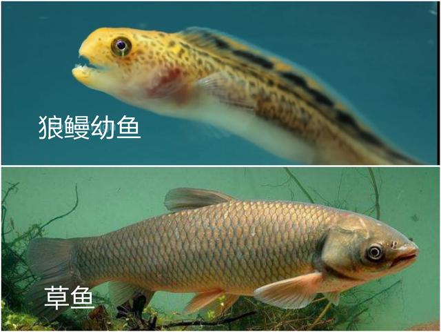 海洋蓝碳排放量增加有什么后果？绿色水产养殖或是关键