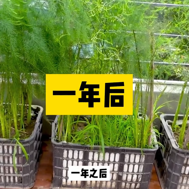 教你在家种植芦笋，存活7到8年，每年还能采收2次