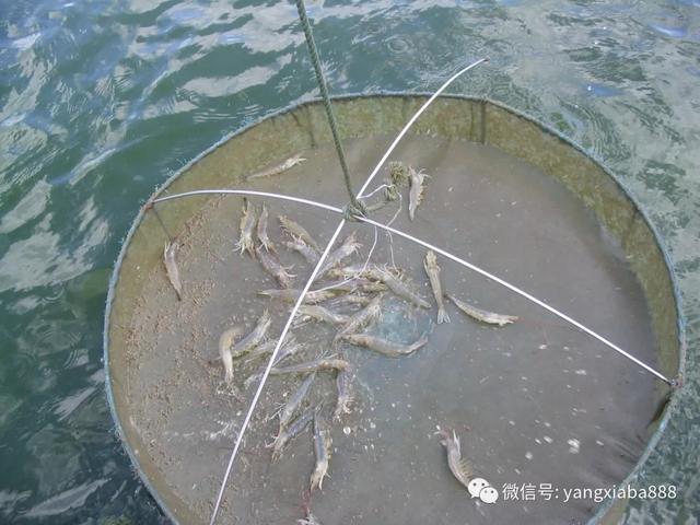 em菌使藻类繁殖过快池水浓绿？其实不是那么回事