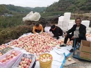 邢台养殖蝎子(郑永革，退役老兵迎来苹果收获喜悦)