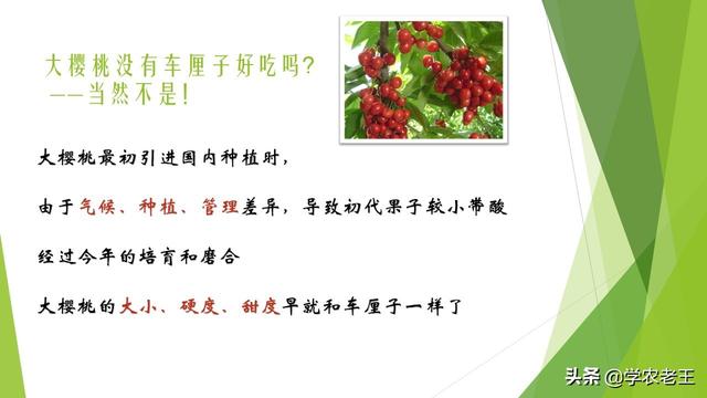 如果你想种植大樱桃，这篇文章适合你，品种与基础种植知识